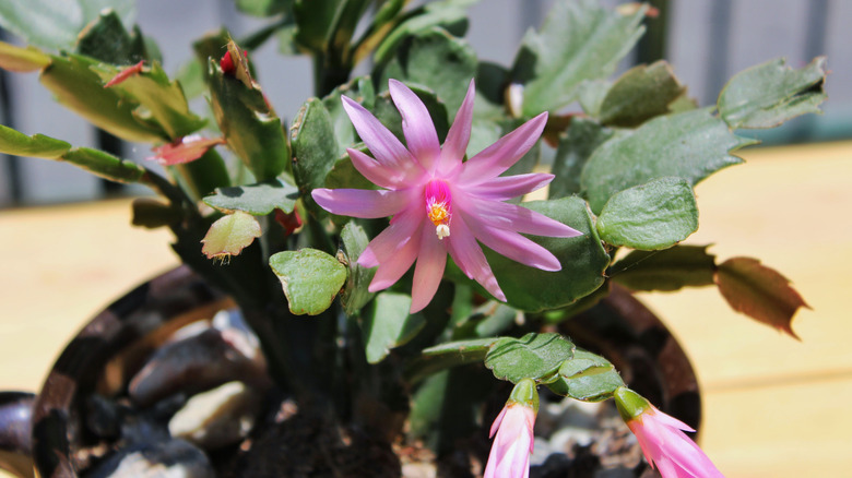 Easter cactus that looks like it's struggling