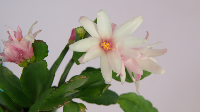 Close up of Rhipsalidopsis gaertneri Easter cactus blooms