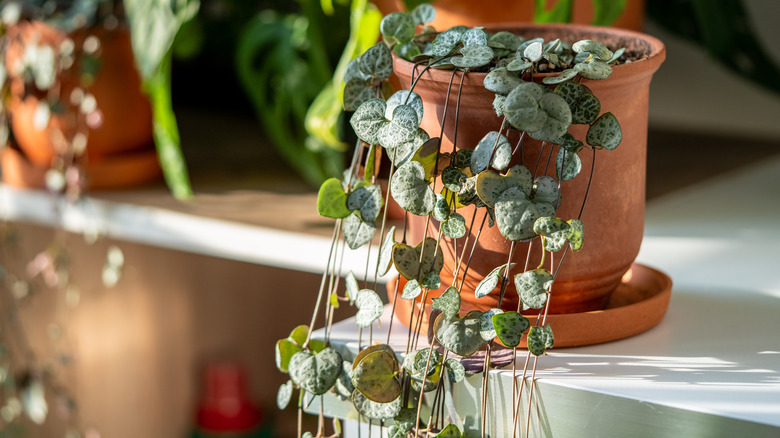 string of hearts on shelf