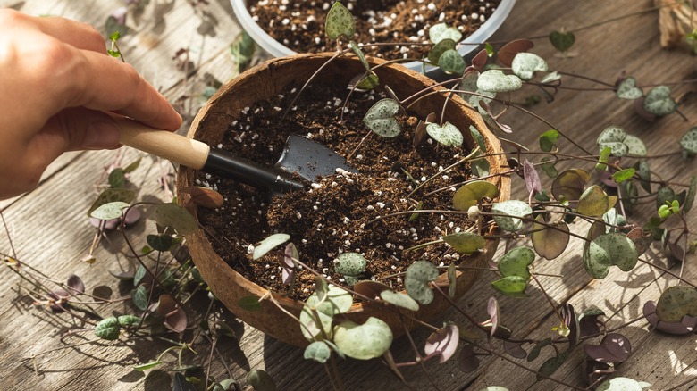 digging up string of hearts