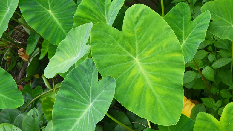 Close up of large green elephant ear plant