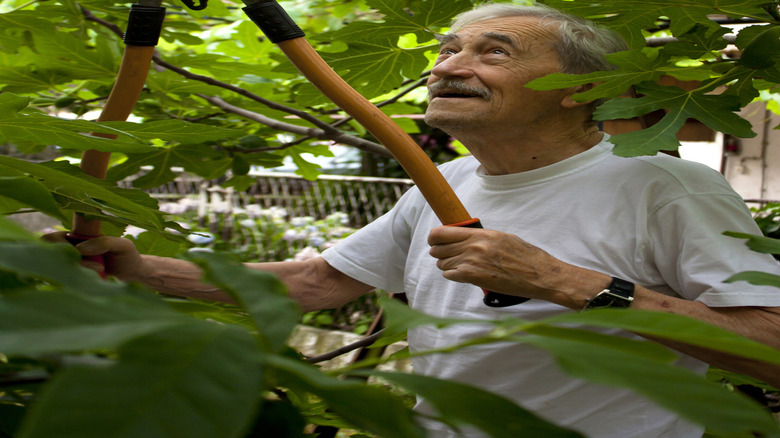 A gardener pruning the branches on Ficus carica