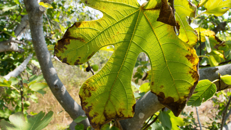 A fig leaf with brown edges grows on a tree