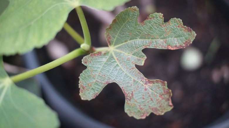 A fig tree showing signs of fig leaf rust