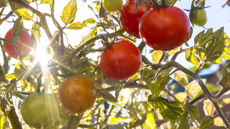 Tomatoes in sunlight