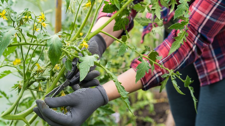 Person pruning tomato plant