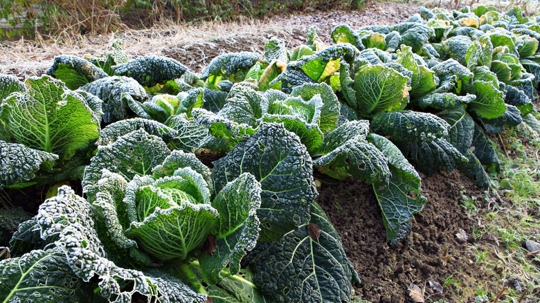 Cabbage covered in frost