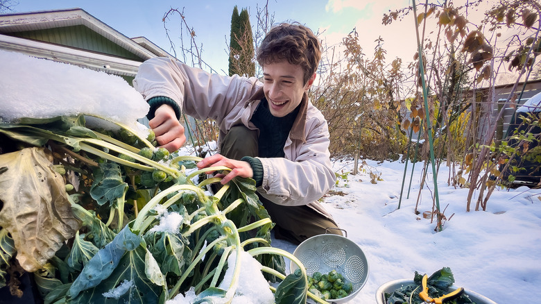 Man harvesting vegetables in winter