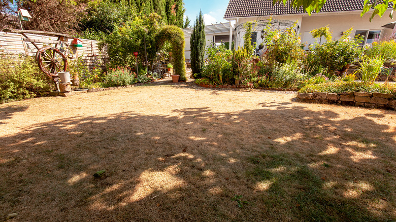 Dormant lawn in the backyard