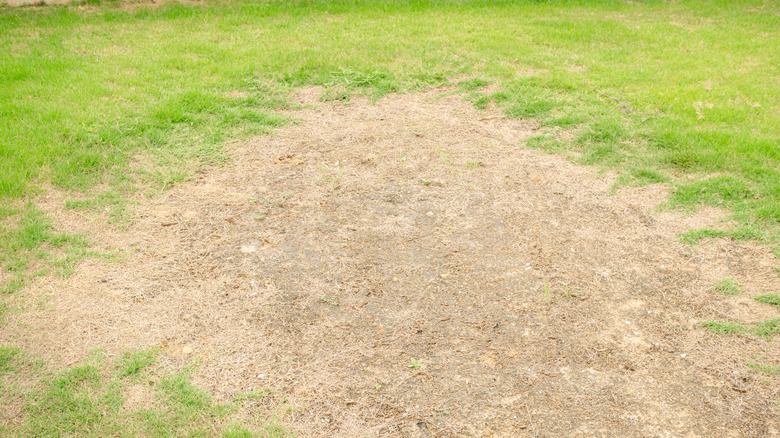 Dead path of grass