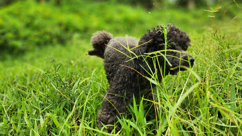 A small gray dog peeing in the grass