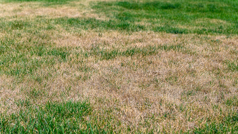 Patchy yellow grass in a lawn that needs maintenance