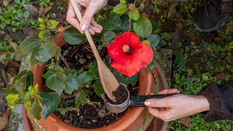 person fertilizing hibiscus 