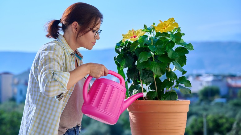 woman watering her hibiscus plant