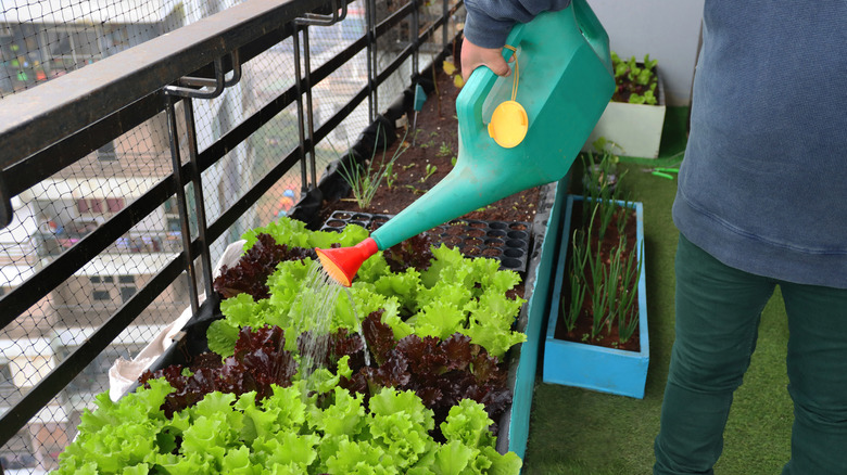 Person watering lettuce