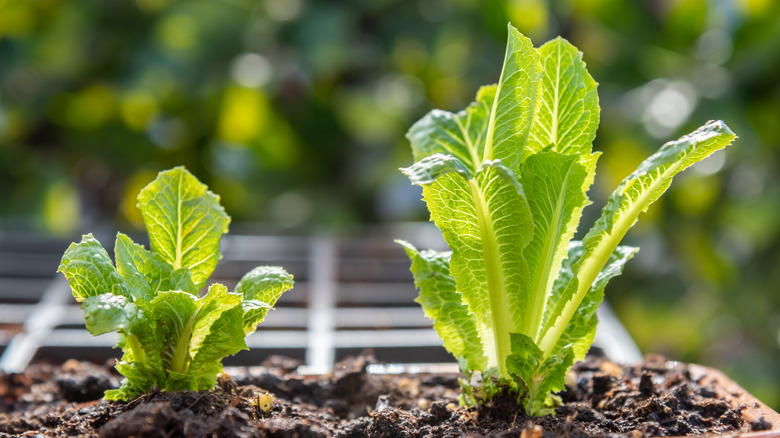 Lettuce plant in sunlight