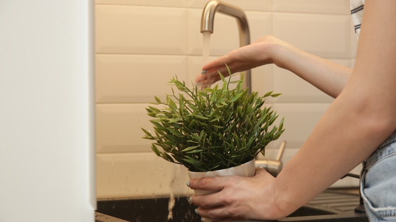 watering plant in sink