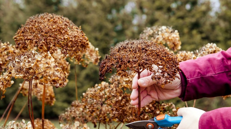 Cutting off brown hydrangea flowers 