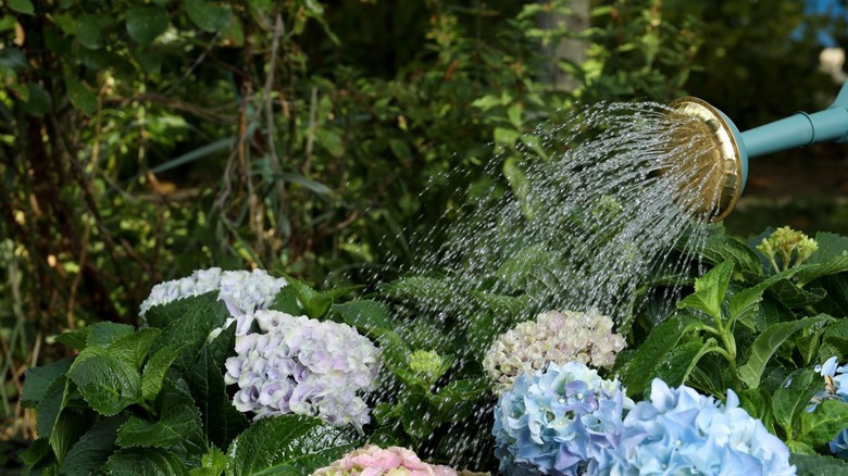 Watering hydrangeas in the garden 