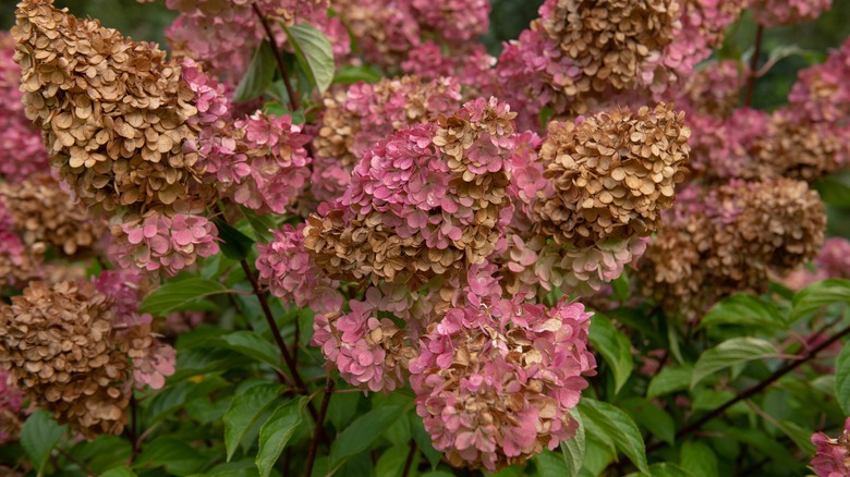 Pink hydrangea bush turning brown