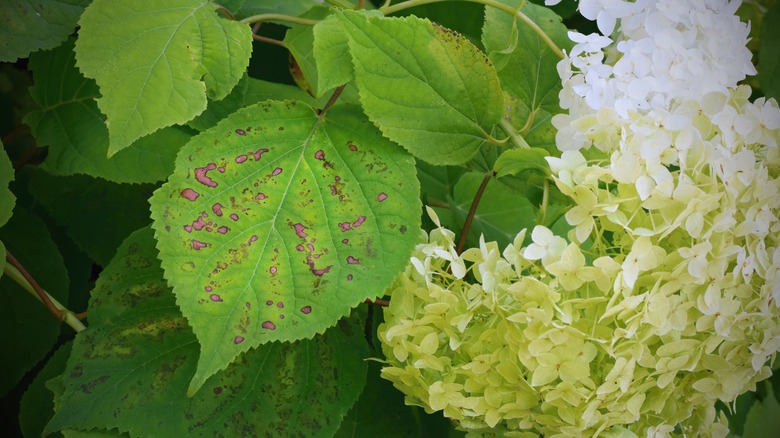 Hydrangea leaves with Cercospora leaf spot