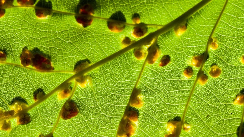 Close-up of cercospora leaf spot 