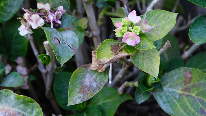 Diseased hydrangea plant