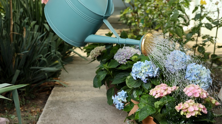 Watering hydrangea with a watering can