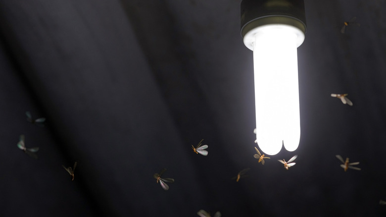 bugs flying around patio light