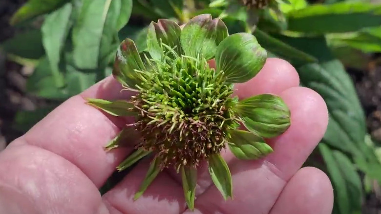 coneflower with aster yellows disease