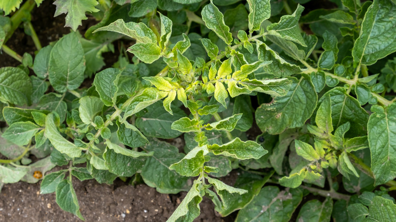 herbicide drift on potato plants