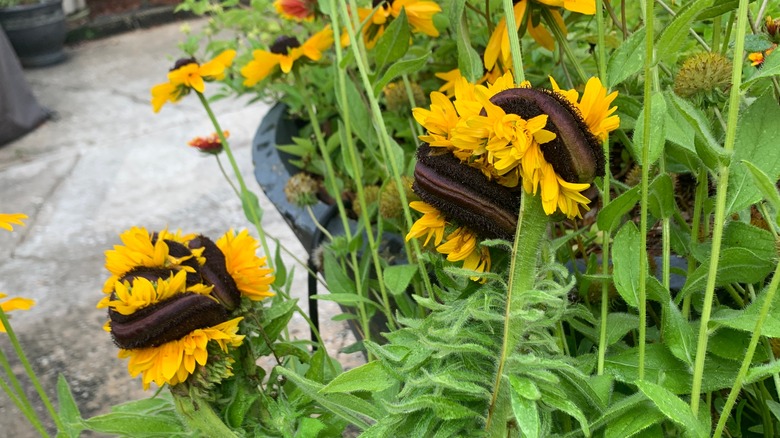 fasciation on sunflowers