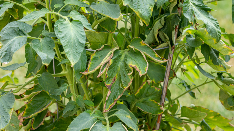 tomato with damage leaves