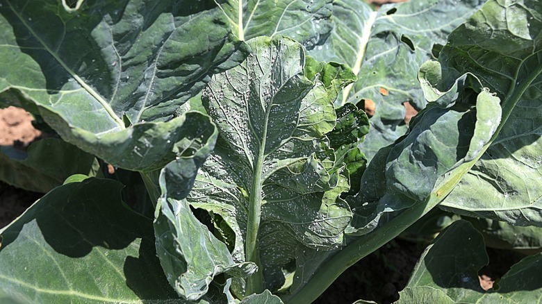 whiteflies in a garden