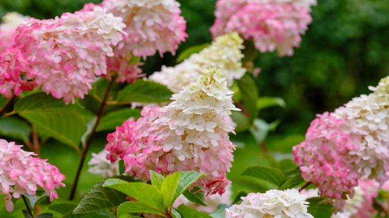 hydrangea turning from white to pink