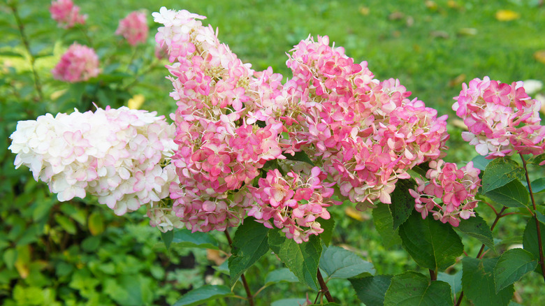 hydrangea with drooping head