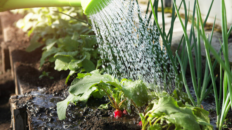 Watering radish plant