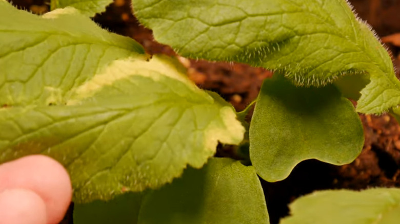 Yellow radish leaves