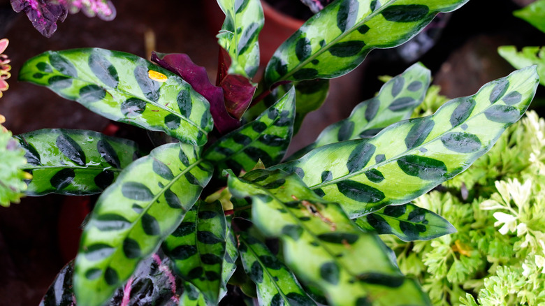 leaves of rattlesnake plant