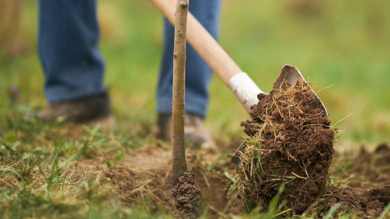 A person planting a tree.