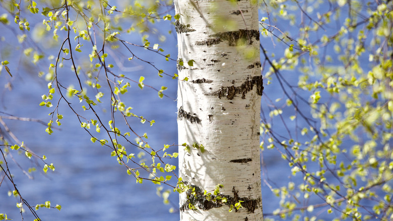 A birch tree is planted near a body of water.