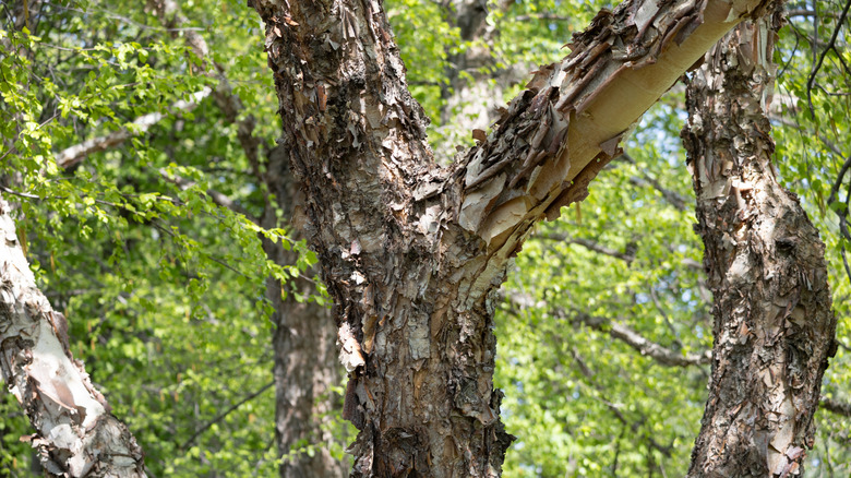 A close up of a river birch tree with peeling bark