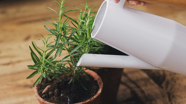 watering potted rosemary plant