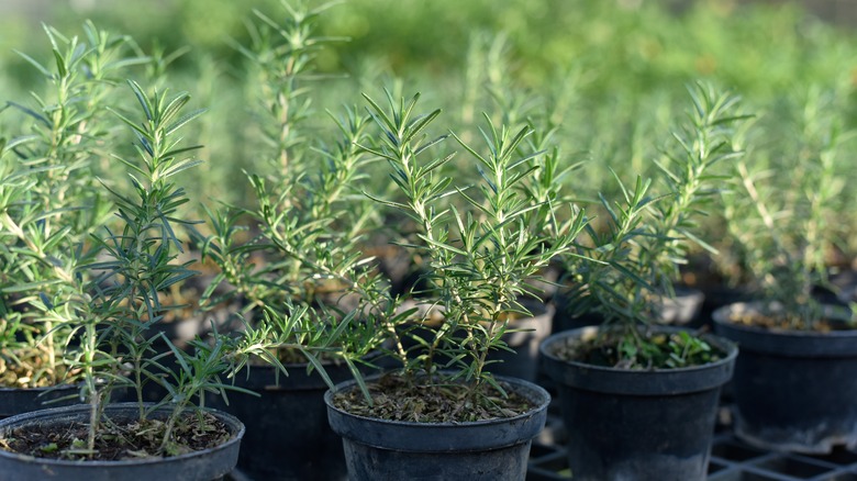 crowded rosemary plants