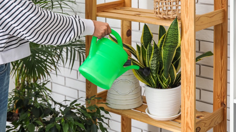 Watering a snake plant