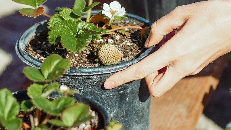 Person choosing strawberry plant