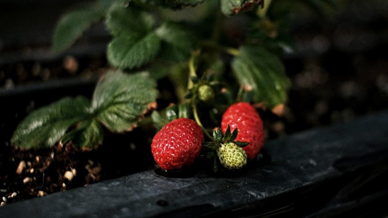 Red strawberries on black background