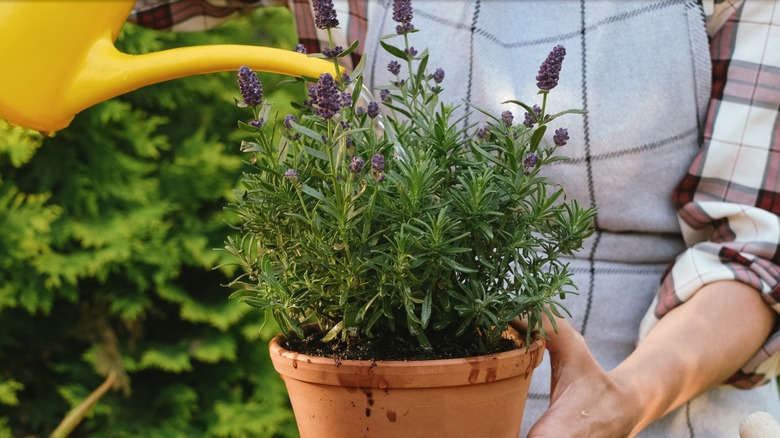 person watering potted lavender