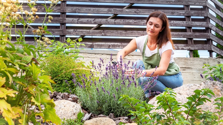 person tending to lavender bush