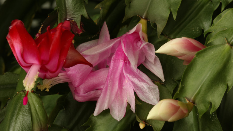 An up close view of a Thanksgiving cactus bloom